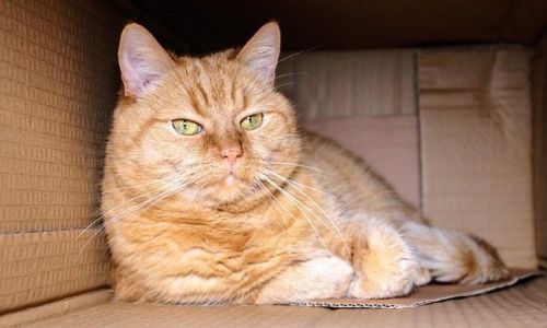 Umzug mit Katze