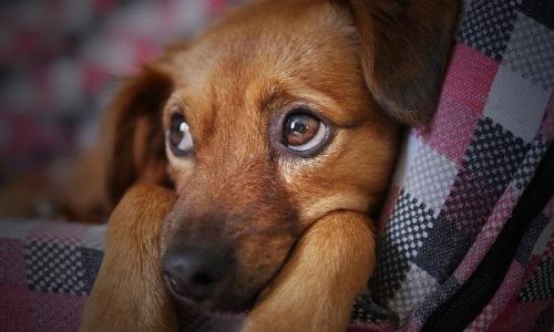 Umzug mit Hund